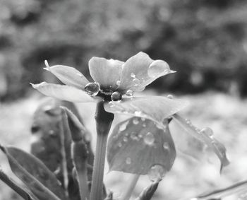 Close-up of pink flower blooming in park