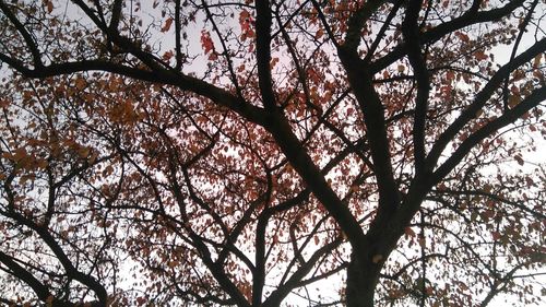 Low angle view of bare trees against sky