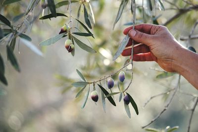 Close-up of cropped hand holding plant