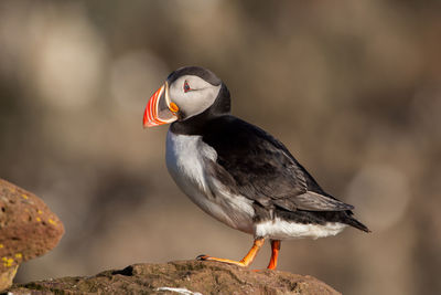 Side view of puffin perching on rock