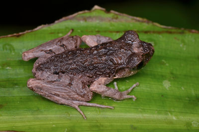 Close-up of a frog on wood