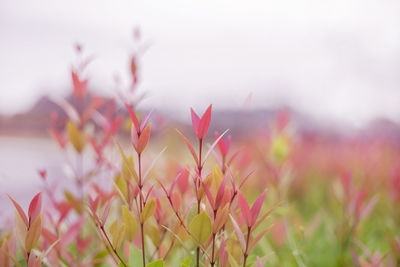 Close-up of pink flowering plants on field