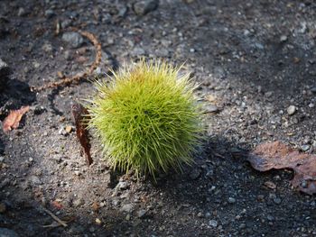 Close-up of plant growing on field