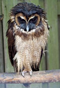 Close-up portrait of owl