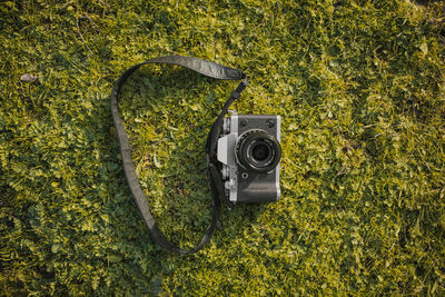 High angle view of trees in forest