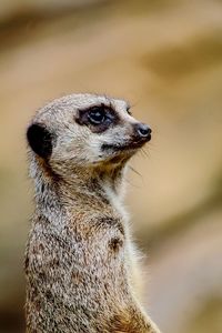 Close-up of an animal looking away