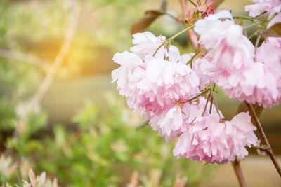 Close-up of pink cherry blossoms in spring