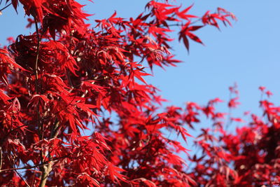 Low angle view of red maple leaves against sky