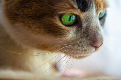 Close-up of a cat looking away