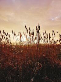 Plants growing on field against sky during sunset