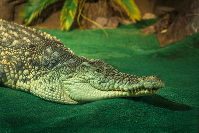 Crocodile in saint petersburg oceanarium, russia