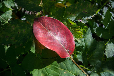 Close-up of pink flower