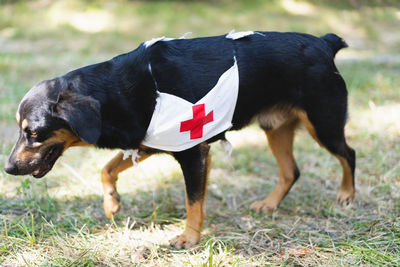 A black dog with a red cross sign.