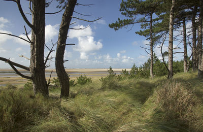 Trees on field against sky