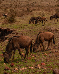 Horses grazing in a field