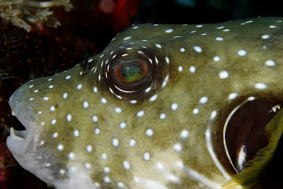 Close-up of fish swimming