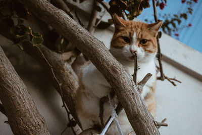 Portrait of cat sitting on branch