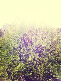 Pink flowers blooming on tree