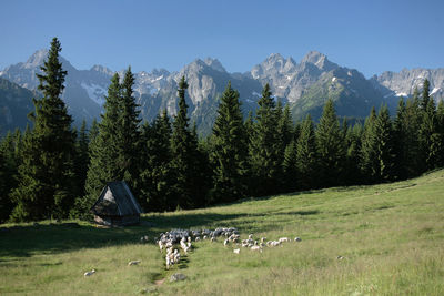 Panoramic view of trees on landscape against clear sky