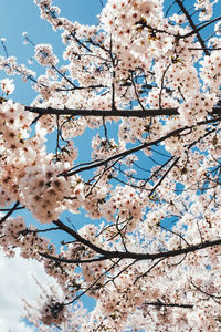 Low angle view of cherry blossoms in spring