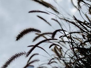 Close-up of silhouette grass against sky