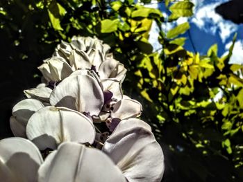 Full frame shot of tree branch