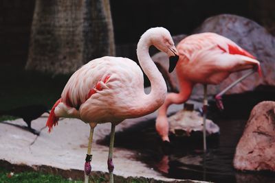 Close-up of flamingos water