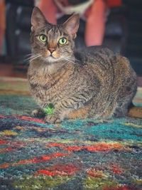 Close-up portrait of cat