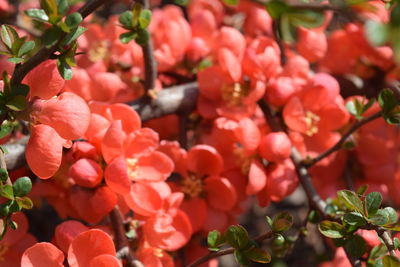 Close-up of red flowering plants