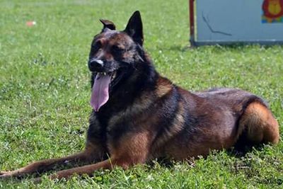 Dog relaxing on grassy field