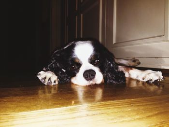 Dog resting on couch