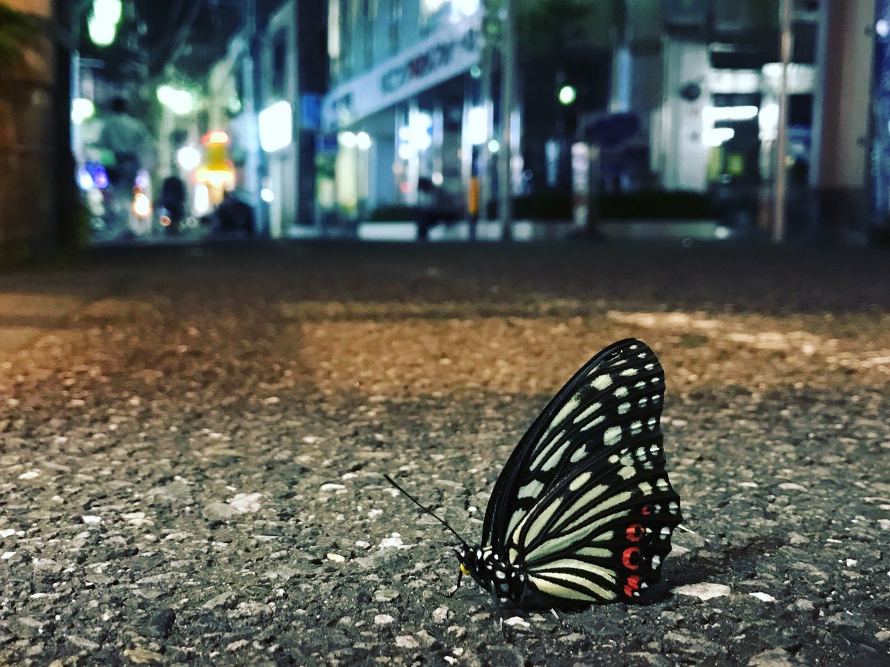 one animal, animal themes, street, focus on foreground, architecture, built structure, building exterior, animals in the wild, insect, wildlife, surface level, night, close-up, illuminated, outdoors, no people