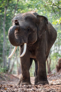 Close-up of elephant in forest