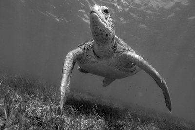 Close-up of turtle swimming in sea