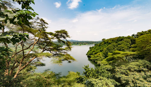 Scenic view of trees against sky