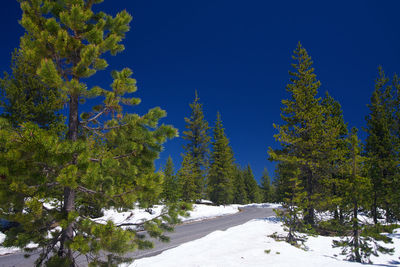 Trees on snow covered land against clear blue sky