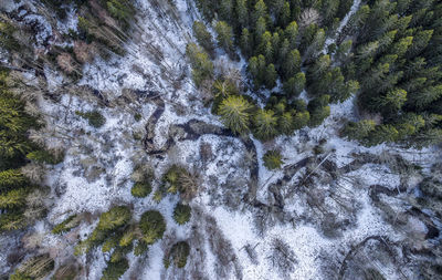 High angle view of snow covered forest