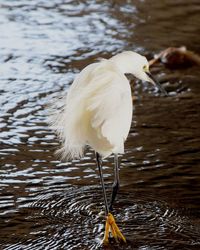 White bird perching on a lake