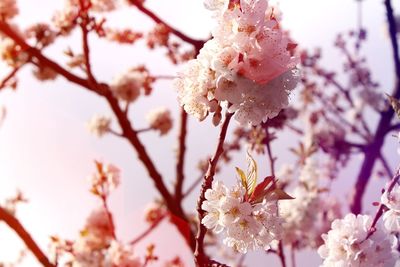 Pink flowers blooming on tree