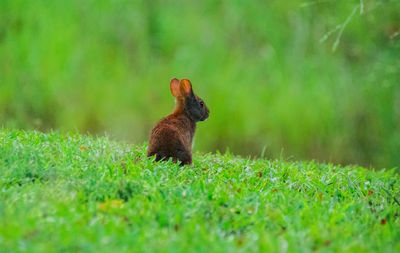 Side view of a rabbit on field