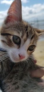 Close-up portrait of cat