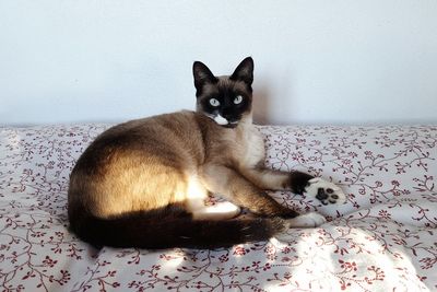 Portrait of cat resting on bed at home