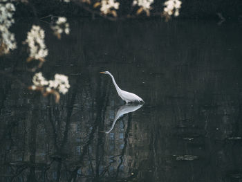 Bird on a tree