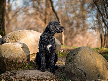 View of a dog on rock