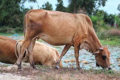 Cow on field against sky