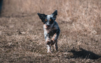 Portrait of dog running on field