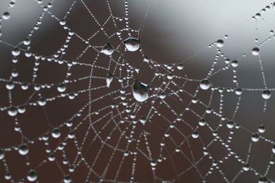 Close-up of spider web