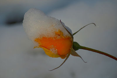 Close-up of orange insect on flower