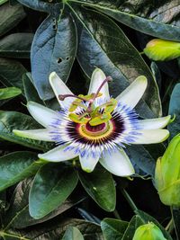 Close-up of passion flower blooming outdoors