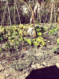 High angle view of plants growing on field